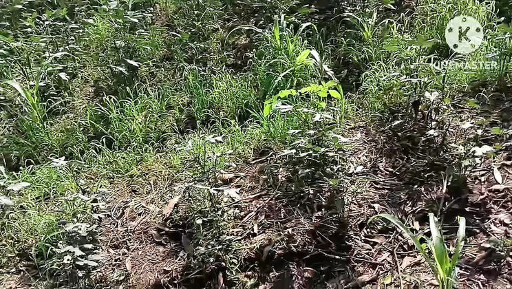 Telugu Aunty Fucks Farm Owner in Outdoor Field - Indian Couple HD