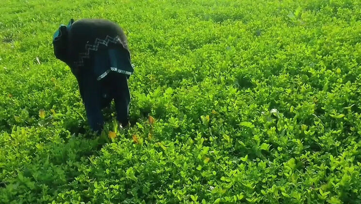 Abida Parveen Gets Fucked Hard in Khet, Then Stopped When Someone Comes